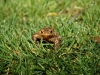 2011 Toad Migration