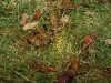 2011 Toad Migration