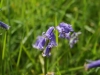 Bluebells 2012