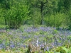 Bluebells 2012