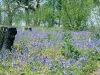 Bluebells 2012