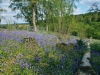 Bluebells 2012