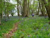 Bluebells 2012