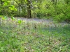 Bluebells 2012