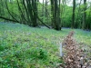 Bluebells 2012