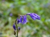 Bluebells 2012