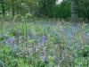 Bluebells 2012