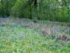 Bluebells 2012