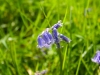 Bluebells 2012