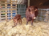 Sussex Calf with mother