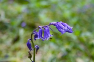 A spider spins its web on a bluebell